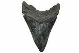Fossil Megalodon Tooth - South Carolina #341472-1